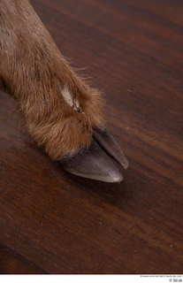 Deer doe foot hoof 0004.jpg